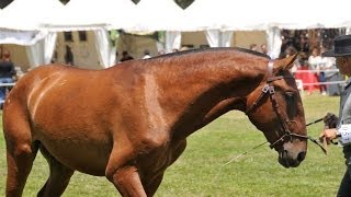 INVASOR  1er CLASIFICADO  XXVI FESTIVAL INTERNACIONAL CAVALO LUSITANO CASCAIS [upl. by Arit]