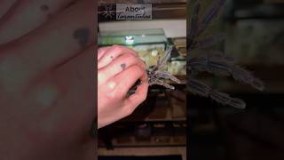 Eating my TARANTULA 😳😋 spider spiders tarantula tarantulas insects arachnids wildlife [upl. by Oretna]