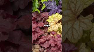 Evergreen Color for All Seasons 🌈🌿heuchera evergreenplants gardeningtips [upl. by Sherr]