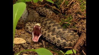 Snake Attacks in slowmotion Striking Viper Spitting Cobra Python [upl. by Henri917]