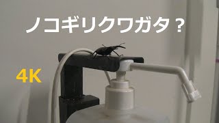 ノコギリクワガタ？がいた！ 4K There was a sawtooth stag beetle 4K [upl. by Ziegler867]