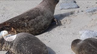 Cè una foca che si contorce sulla spiaggia È incredibile cosa riescono a filmare [upl. by Serrano177]