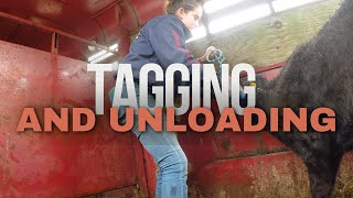 Tagging And Unloading New Cows [upl. by Laemaj]