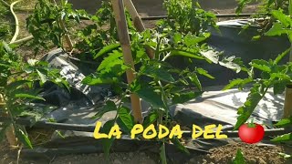 Como hacer la poda del tomate y entutorado🍅 [upl. by Yruam549]