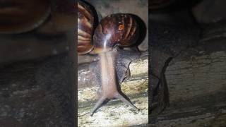 Snails of the night snailfish snails snail shortsvideo shortsfeed shorts [upl. by Ahseinek]