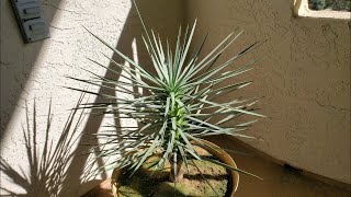 Growing Joshua Trees from Seeds Years 4956 [upl. by Ardnaek]