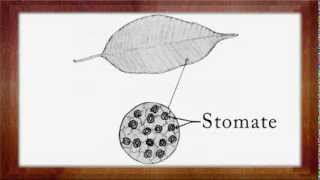 Biologie Clasa a 5a Lectia Alcatuirea frunzei [upl. by Moureaux58]