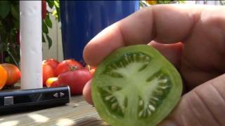 ⟹ Green Zebra Tomato Solanum lycopersicum another lime looking tomato TASTE TEST 2016 TOMATO [upl. by Trant]