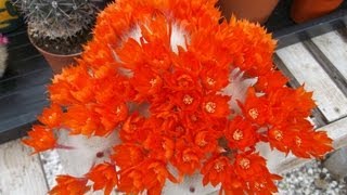 My Rebutia albipilosa cactus in bright orange bloom [upl. by Ajiram]