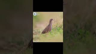 corncrake bird sound call singing [upl. by Clarance]