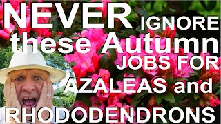 Never Ignore these Autumn Jobs for Rhododendrons and Azaleas [upl. by Luhem]