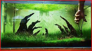 Trimming Aquarium Grass After One Month of Growth [upl. by Akemal185]