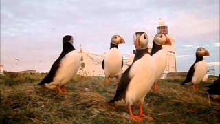 Dance of the Puffins [upl. by Berlin803]