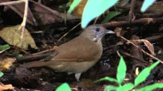 Sabiá Barranco Turdus Leucomelas bebendo água SabiádaMata Canto de Sabiás diversos [upl. by Wiltsey93]