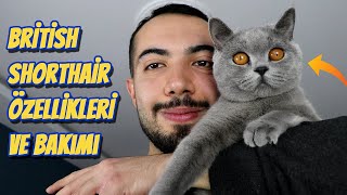 British Shorthair Özellikleri ve Bakımı DETAYLI 😻 [upl. by Sucramat283]