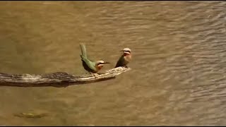 Whitefronted beeeaters at Olifants River  africam  exploreorg [upl. by Semreh]