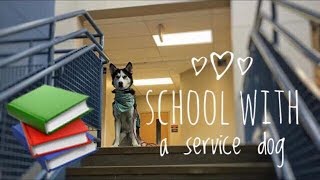 Service Dog at High School [upl. by Aierbma]