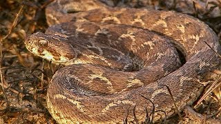 Sawscaled Viper Makes Incredible Warning Noise before Attacking  Deadly 60  BBC Earth Explore [upl. by Einal]