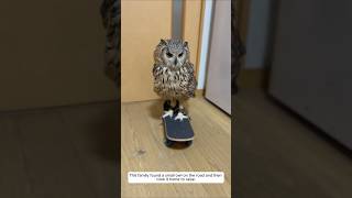 This family found a small owl on the road and then took it home to raise animalshorts owl [upl. by Auhsaj114]