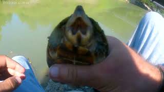 loggerhead turtle handling and release [upl. by Nov755]