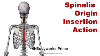 Spinalis Anatomy Origin Insertion amp Action [upl. by Geminius796]