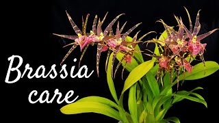 How to grow and care for Brassia orchids and its hybrids  Basic requirements for blooms and growth [upl. by Aizahs]