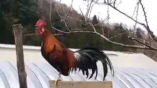 Animales Graciosos  Como canta el Gallo [upl. by Eslek]