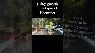 7 Day Growth TimesLapse of HORNWORT Aquarium plant [upl. by Asenab]