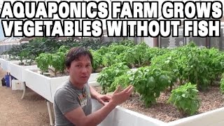 Aquaponics Farm Grows Vegetables without Fish [upl. by Enida]