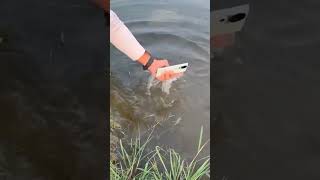 Best Model Mobile Vivo V40 5G Water proof mobile 📲mobilelegends bestmobile viralvideo shortvideo [upl. by Dirgis]