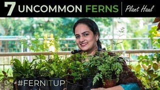 7 Uncommon Ferns with Prices amp Care  Uncommon Plant Haul [upl. by Heinrike203]