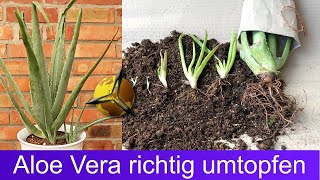 Aloe Vera richtig umtopfen – Anleitung [upl. by Parent]