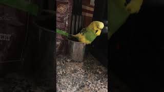 Sunny the Budgie hand raised budgerigar talking amp mocking [upl. by Guria]