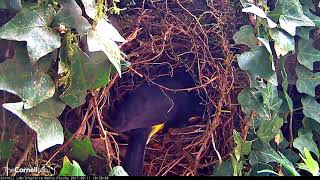 Quick Meal And Brooding For Slatethroated Redstart Nestlings –Sept 11 2017 [upl. by Ybur758]