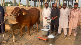 Pure Red Gold Sahiwal Cow Full Milking at Sheikh Ismail Dairy and Cattle Farm [upl. by Aydan217]