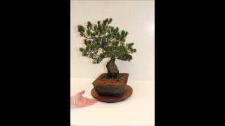 AFF Tavolino girevole per Bonsai [upl. by Annazor615]