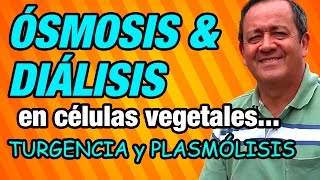 Ósmosis y Diálisis en células vegetales y sus efectos Turgencia y Plasmólisis [upl. by Johppah728]