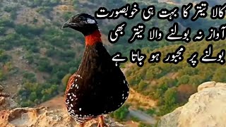 Kala teetar awaazTeetar ki awaz black teetar calling partridge voice [upl. by Base]