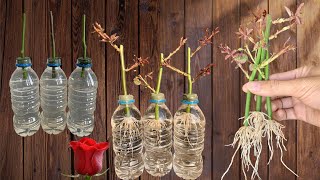 Rose Branches in Water Surprisingly They Rooted Like Crazy Overnight [upl. by Aisak]