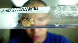 Camponotus maculatus Queen with first Nanitic What to do next by AntsCanada [upl. by Llerrat]