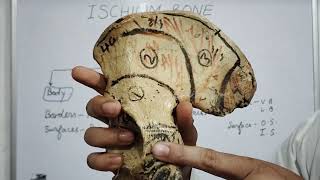 Ischium Bone by Mohammad Yasir [upl. by Odrarej345]