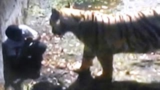 Raw Footage Mar Gayaquot  Onlookers Chilling Remarks as Tiger Mauls Youth in Delhi Zoo [upl. by James]