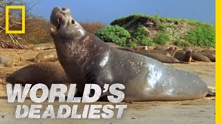 Elephant Seal vs Elephant Seal  Worlds Deadliest [upl. by Metsky310]