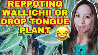 HOW TO PROPAGATE MY SCHISMATOGLOTTIS WALLICHII OR DROP TONGUE PLANT REPPOTING AND PROPAGATION [upl. by Nnahgem]