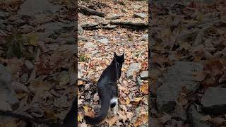 Walk 102524  Camina Explores A Dry Creek XIX  Cox Arboretum cat nature hiking [upl. by Nord]