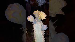 Pilosocereus leucocephalus 🇧🇷 Flores nocturnas [upl. by Dannye]