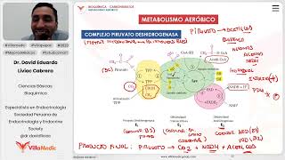 Carbohidratos  Metabolismo aeróbico parte 1 [upl. by Armillia]