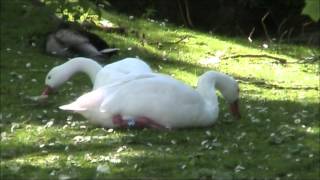 Coscoroba Swan [upl. by Treble]