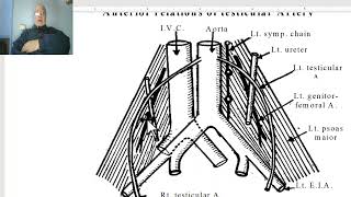 Anatomy of posterior abdominal wall in Arabic 2023 Gonadal artery  by Wahdan [upl. by Mirth]