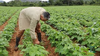 Abundantes frijoles y hortalizas en las tierras de Minas de Matahambre [upl. by Danni976]